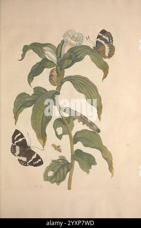 Metamorphosis Insectorum Surinamensium Amsterdam voor den auteur als ook von G. Valck 1705 Botanik Insekten Bildwerke Suriname Frauen in der Wissenschaft Entomologie Schmetterlinge Raupen Insekten Chrysalis Chrysalises Maria Sibylla Merian Pre-Linnean Werke Arthropoda Arthropoda Arthropod Maria Sibylla Merian Q62530 Q62530.jpg, Eine botanische Illustration zeigt Eine grüne Pflanze mit breiten, langen Blüten und zie. Zwei auffällige Schmetterlinge, einer mit kräftigen Schwarz-weiß-Mustern und der andere mit satten Orangetönen in dunklen Tönen, die sich anmutig auf dem niederschlagen Stockfoto