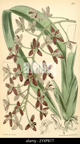 Curtis's Botanical Magazine London New York Botanical Illustration Botanical Periodicals Pictorial Works Plants Ornamental Curtis Cymbidium canaliculatum Australia Banana Orchid Walter Hood Fitch, Ein wunderschön illustriertes Arrangement aus zarten Blumen, die komplizierte Details in ihren Blüten und Blättern zeigen. Die florale Komposition besteht aus kleinen, lebhaften Blüten, überwiegend in Burgundertönen und sanften Grüntönen, durchsetzt mit dünnen, langen Blättern, die eine elegante Kulisse bilden. Das Kunstwerk hebt die natürliche Schönheit des botanischen Motivs hervor und betont seine einzigartige Form und Stockfoto