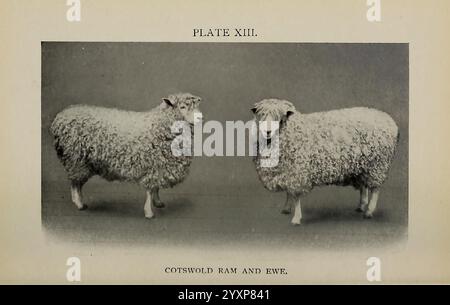 Biggle Sheep Book, Philadelphia, Wilmer Atkinson Co, 1912. Schafe, Bovidae, Ovis, Artiodactyls, Caprinae, Cotswold-Schafe, Ovis aries, Cotswold-Schafe, die Abbildung zeigt einen Cotswold-Widder und ein Mutterschaf, die ihre unverwechselbaren Wollmäntel und robusten Körperstrukturen zeigen. Der Widder ist links positioniert und weist eine markante Hornstruktur und eine starke Konstruktion auf, während das Mutterschaf rechts steht, das durch sein anmutiges Aussehen und sein ebenso dichtes Vlies gekennzeichnet ist. Beide Tiere sind beispielhaft für die Eigenschaften der Rasse, bekannt für ihre harte Arbeit und hochwertige Wolle. Die Komposition hebt das c hervor Stockfoto