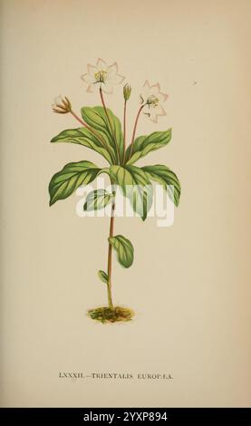Die Flora der Alpen, London, J. C. Nimmo, 1896-1900, alps, Floras, Bergpflanzen, Pflanzen, Schweiz, diese Abbildung zeigt eine botanische Darstellung der Trientalis europaea, allgemein bekannt als die Europäische Sternblume. Die Pflanze hat zarte weiße Blüten mit sternförmigen Blütenblättern, die durch grüne Blätter unterstrichen werden, die abwechselnd entlang des Stängels wachsen. Die Gesamtzusammensetzung unterstreicht die Schlankheit des Stängels und die üppige Vegetation und veranschaulicht so den natürlichen Lebensraum der Pflanze. Das Kunstwerk trägt die Nummer LXXXII, was auf seinen Platz in einer größeren Sammlung botanischer Studien hindeutet. Die Stockfoto