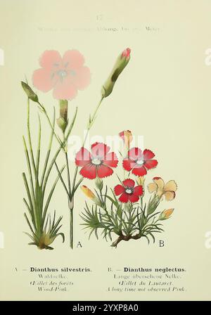 Alpen-Flora Heidelberg C. Winter 1906 Alpen Bergpflanzen Bildwerke Dianthus Silvestris Dianthus Neglectus, Eine botanische Illustration mit zwei Arten von dianthus-Blüten. Die linke Seite zeigt **Dianthus sylvestris**, allgemein bekannt als Wood Pink, gekennzeichnet durch zarte rosa Blüten und schlanke grüne Stiele, ergänzt durch Blattwerk. Auf der rechten Seite zeigt **Dianthus neglectus**, bezeichnet als Long Overlook Pink, leuchtend rote Blüten mit einem robusteren Aussehen. Beide Arten werden mit detaillierter Aufmerksamkeit auf ihre einzigartigen Formen und Farben dargestellt, wodurch ihre natürliche Erscheinung hervorgehoben wird Stockfoto