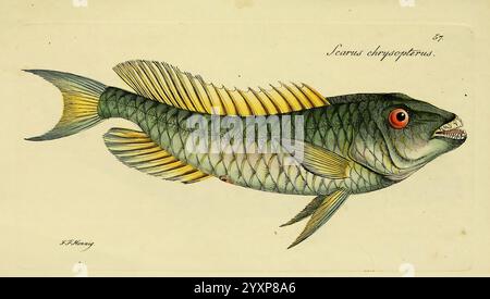 M. E. Blochii Systema ichthyologiae iconibus CX illustratum v.2 Berolini, Sumtibus auctoris impressum et Bibliopolio Sanderiano commissum, 1801. Fischichthyologie Fische Papageienfische Sparisoma chrysopterum Johann Friedrich Hennig Scarus chrysopterus rotschwanz Papageienfische, Ein anschaulich illustrierter Fisch, der als Scarus chryopterus bekannt ist, zeigt komplizierte Details seiner Skalen und leuchtenden Farben. Die Darstellung hebt die Besonderheiten des Fisches hervor, darunter seinen langgestreckten Körper, die markanten Rückenflossen und das auffällige rote Auge. Der Künstler hat die Textur der Skalen geschickt erfasst und ihre SH betont Stockfoto