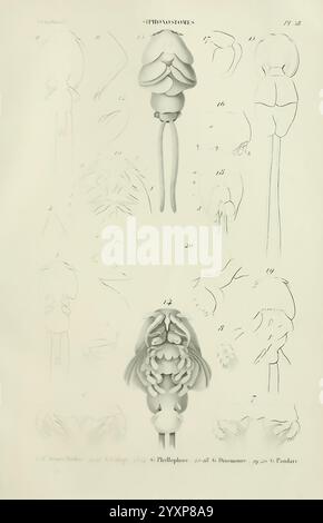 Histoire naturelle des crustacés, Paris, Librairie encyclopédique de Roret, 1834-1840, Anatomie, Crustacea, Physiologie, schaaldieren, Taxonomie, Eine detaillierte Darstellung verschiedener anatomischer Strukturen siphonostomöser Organismen. Die Komposition enthält beschriftete Figuren, die verschiedene Teile wie Tentakel, Körpersegmente und spezielle Anhänge hervorheben, die systematisch als Referenz nummeriert sind. Jede Figur präsentiert eine eigene Ansicht, die zu einem umfassenden Verständnis der Siphonostommorphologie beiträgt, wobei komplizierte Details die Einzigartigkeit jedes Exemplars unterstreichen. Das arran Stockfoto