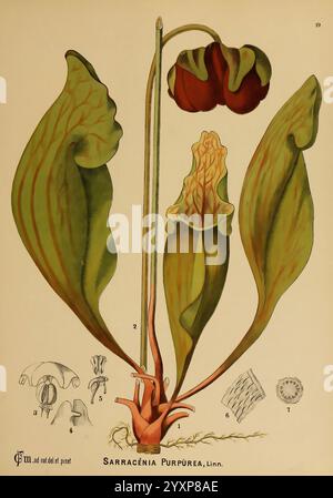 Amerikanisch, medizinisch, Pflanzen, New York, Boericke & Tafel, c1887, Botanik, medizinisch, Vereinigte Staaten, Sarracenia purpurea, medizinische Botanik, Eine detaillierte Illustration von Sarracenia purpurea, allgemein bekannt als die violette Krug Pflanze. Die Zusammensetzung besteht aus einem schlanken, aufrechten Stiel, der einzigartige röhrenförmige Blätter unterstützt, die nach unten trichten und so Insekten fangen. Die Blätter weisen komplizierte Aderenmuster auf, die ihre visuelle Attraktivität verbessern. Oben sind zwei knollenförmige Blütenknospen sichtbar, die auf die Fortpflanzungsphase der Pflanze hinweisen. Zusätzliche Skizzen am unteren Rand bieten weitere Einblicke i Stockfoto