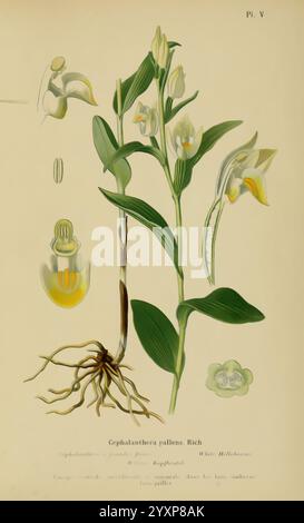Album des orchidées de l'Europe centrale et septentrionale Genève, Librairie Georg, 1899 Europe, Orchidaceae, The New York Botanical Garden, Pictorial Works, Cephalanthera grandiflora, diese Illustration zeigt die detaillierte botanische Studie von *Cephalanthera palens*, allgemein bekannt als das weiße Helleborin. Die Zusammensetzung umfasst verschiedene Teile der Pflanze: Den Luftstamm, die Blätter, die Blütenstruktur und eine Darstellung des Wurzelsystems. Um die Hauptabbildung herum befinden sich beschriftete Diagramme, die die einzigartige Morphologie der Blume, einschließlich ihrer Blütenblätter und Fortpflanzungsteile, hervorheben. Das Werk ist Stockfoto