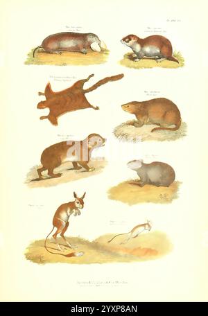 The Living World v.1 Boston Samuel Walker & Co. 1868-1870 c1868 Anthropologie Bildwerke Zoologie Ratte Deutscher Hamster Ratte Flying Eichhörnchen Muskrate Ondatra zibethicus coney Rock Hyrax Procavia capensis Dassie Cape Hyrax Felsenkaninchen Lepus Alpinus Alpinus Schneehase Berghase Lepus Timidus Nagejerboa, Eine Sammlung von illustrierten Tieren, die verschiedene Arten zeigen und ihre besonderen Merkmale und ihre besondere Aufmerksamkeit. Die Bilder zeigen eine Reihe von Lebewesen, darunter ein Platypus, verschiedene Arten von Nagetieren wie Biber und Frettchen und ein Wallaby. Jedes Tier i Stockfoto