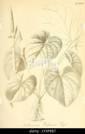 Gartenflora Erlangen F. Enke 1852-1940 Botanik Gartenarbeit Deutschland Zeitschriften Pflanzen Zierpflanzen Pflanzenblume, diese Illustration zeigt die Anthurium valicurva, die ihre charakteristisch geformten Blätter, die tief geädert und glänzend sind. Die Pflanze ist mit einer markanten Spadix dargestellt, die von einer herzförmigen Spatze umgeben ist, die charakteristisch für die Gattung Anthurium ist. Das detailreiche Rendering erfasst die Textur und Konturen der Blätter und betont ihr üppiges Aussehen. Diese botanische Studie hebt die strukturellen Elemente der Pflanze hervor, einschließlich der Stamm- und Blattanordnung, wodurch eine klare Darstellung gegeben wird Stockfoto