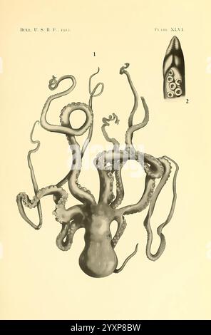 Die Cephalopoda der hawaiianischen Inseln Washington, Govt. Print, 1914 Cephalopoda, Hawaii, Weichtiere, Polypus ornatus, wirbellose Meerestiere, Callistoctopus ornatus, weiß gestreifte Oktopus, verzierte Oktopus, Nachtoktopus, hist sci Art, Callistoctopus, hee, hee, hee, gestreifte Krake, die Illustration zeigt eine detailreiche Darstellung eines Tintenfisches und zeigt seine langen, wellenförmigen Tentakel, die anmutig in verschiedene Richtungen positioniert zu sein scheinen. Der Zentralkörper ist mit bauchiger Anatomie dargestellt, während die Tentakeln eine Kombination aus glatten Oberflächen und subtilen Texturen aufweisen, emphasi Stockfoto