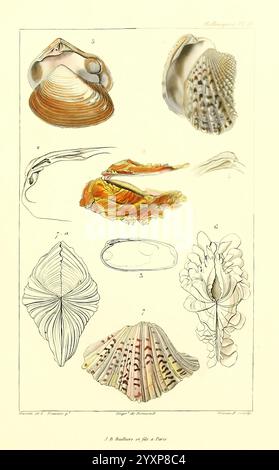 Les, Mollusques, Paris, J. B. Baillière, 1868, Weichtiere, Klassifizierung, Eine detaillierte Illustration, die verschiedene Meeresschalen und Weichtiere zeigt, die verschiedene Individuen verschiedener Arten zeigen. Die Grafik enthält die folgenden nummerierten Elemente Stockfoto