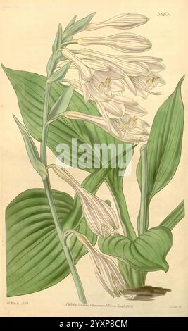 Curtis's Botanical Magazine, London, New York, Botanik, Zeitschriften, malerische Werke, Curtis, Eine wunderschön illustrierte botanische Darstellung einer Hosta-Pflanze mit ihren langen, breiten grünen Blättern und zarten weißen Blüten. Die Blätter sind in einer üppigen Rosette angeordnet, die ihre markanten Adern und geschwungenen Kanten hervorhebt. Der elegante Blütenstiel ragt aus der Mitte hervor und weist mehrere Blüten mit charakteristischen trompetenförmigen Formen auf. Jede Blume ist mit subtilen Schattierungen und komplexen inneren Mustern versehen, die ein Gefühl von Weichheit und Fragilität vermitteln. Die Gesamtkomposition betont das na Stockfoto