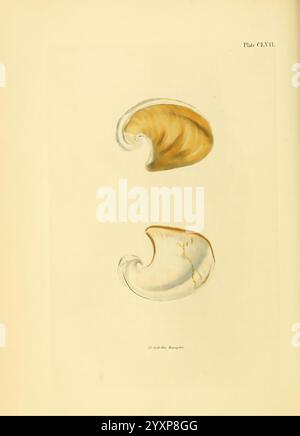 Conchologia Systematica oder Complete System of Conchology London, Longman, Brown, Green and Longmans, 1841-1842 Mollusks, das Bild zeigt zwei verschiedene Muscheln, die elegant nebeneinander dargestellt werden. Die Oberschale verfügt über ein glattes, geschwungenes Äußere mit einem warmen, goldbraunen Farbton und dezenten Streifen, die die natürlichen Muster hervorheben. Die untere Schale zeigt eine kontrastierende, helle Oberfläche mit weichen Konturen und zarten Markierungen, die Kunstfertigkeit in der Natur zum Ausdruck bringen. Beide Schalen sind auf einem sanft strukturierten Hintergrund angeordnet, was ihre komplizierten Designs und die einzigartige Schönheit von Marine l unterstreicht Stockfoto