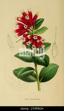 Annales de la Société royale d'Agriculture et de botanique de Gand, Gand, Société royale d'Agriculture et de botanique, 1845-1849, Botanik, Gartenbau, Gesellschaften, MacLeania coccinea, Eine lebendige Illustration von Macleania coecinea, die seine markanten roten röhrenförmigen Blüten mit zarten weißen Akzenten zeigt. Die Pflanze verfügt über üppig grüne Blätter, die die lebendigen Blüten ergänzen und einen atemberaubenden visuellen Kontrast erzeugen. Auf der Seite zeigt eine detaillierte Skizze die Struktur der Blume und ein einzelnes Blatt, wodurch die botanischen Feinheiten dieser Art hervorgehoben werden. Der Titel liest den Namen des PL Stockfoto