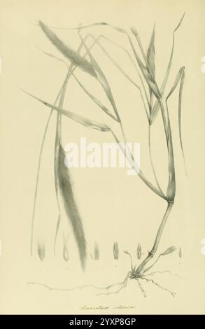 Art Graminum Petropoli Impensis Academiae Imperialis Scientiarum 1828-1836 gramineae Bildwerke Gräser, diese Abbildung zeigt eine detaillierte botanische Darstellung der Pflanzenart Brachypodium setosum. Das Bild zeigt die langen Stängel der Pflanze, die schlanken Blätter und die charakteristischen Blütenspitzen, die zur Identifizierung mit Zahlen gekennzeichnet sind. Der untere Abschnitt zeigt die verschiedenen Phasen der Blütenstände der Pflanze und hebt die einzigartigen Eigenschaften ihrer Samenköpfe hervor. Die sorgfältige Wiedergabe betont die Struktur und das Wachstum dieser Grasart und macht sie so Stockfoto