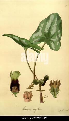 Exotische Flora, Edinburgh, gedruckt für W. Blackwood, 1823-27, 19. Jahrhundert, Botanik, Stiche, exotische Pflanzen, Großbritannien, Kräuter, Bildwerke, Plaatwerke, plantkunde, Pflanzen, Pflanzen kultiviert, Schottland, die Illustration zeigt die Pflanzenart *Arum arifolium*, die ihre besonderen Merkmale zeigt. Hervorzuheben sind die üppigen, herzförmigen Blätter mit helleren Mustern. Links zeigt eine detaillierte Darstellung der Blütenstände der Pflanze ihre einzigartige Struktur, einschließlich Spadix und Spadix. Im Folgenden werden verschiedene Stufen der Blüte und der Samen dargestellt, hervorheben Stockfoto