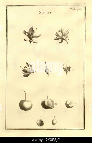 Joseph Pitton de Tournefort, Institutiones rei herbariae, Parisiis, E Typographia Regia, 1700-[1703], Botanik, prälinneanische Werke, die Illustration zeigt eine detaillierte botanische Studie der Styrax Pflanze. Sie ist in beschriftete Abschnitte unterteilt, die jeweils verschiedene Aspekte der Morphologie der Pflanze hervorheben. Stockfoto