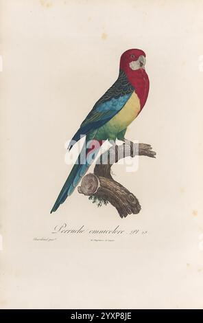 Histoire naturelle des perroquets, A Paris, chez Levrault, an IX (1801)- an XIII (1805)., Eine eindrucksvolle Illustration eines Papageiens, der anmutig auf einem Ast thront. Dieser lebendige Vogel zeigt eine exquisite Auswahl an Farben, darunter satte Rot-, kräftige Grün- und Tieftöne, die einen fesselnden Kontrast schaffen. Das Gefieder ist detailliert und hebt individuelle Federn und einzigartige Muster hervor, während sein aufmerksamer Blick und der unverwechselbare, geschwungene Schnabel seine lebendige Persönlichkeit zum Ausdruck bringen. Der Zweig, auf dem er aufliegt, ist strukturiert und realistisch, was zur naturalistischen Darstellung beiträgt. Der Hintergrund bleibt dezent für e Stockfoto