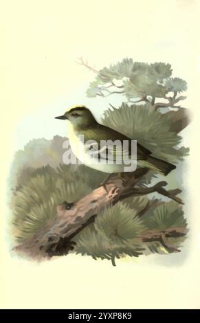 Vertraut, wild, Vögel London, New York, Cassell, 1883, Vögel, Wörterbücher, Bildwerke, Zaunkönig, Regulus regulus, goldcrest, Ornithologie, Waltersway, Land, Archibald Thorburn., Ein kleiner Vogel, der sich durch sein olivgrünes Gefieder und den zarten weißen Unterbauch auszeichnet, thront anmutig auf einem Zweig. Sein leicht geschwungener Schnabel und seine aufmerksame Haltung deuten auf einen Zustand der Wachheit hin. Der Hintergrund zeigt ein weiches, gedämpftes Laub mit Anklängen von Kiefernnadeln, die die Szene einrahmen. Die Gesamtkomposition weckt ein Gefühl der Ruhe und Harmonie mit der Natur und unterstreicht die Verbindung des Vogels zu seinem Lebensraum. Stockfoto