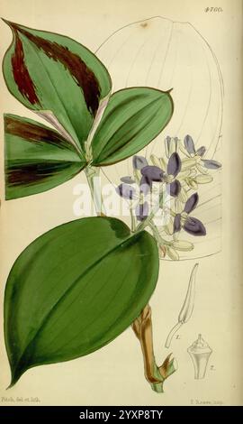 Curtis' botanisches Magazin, London, New York, Botanik, Zeitschriften, Bildwerke, Blumen, Walter Hood Fitch, Dichorisandra picta, Fleckblättrige Dichorisandra, Curtis, William Jackson Hooker, Brasilien, diese Illustration zeigt eine botanische Studie einer Pflanze, die ihre üppigen, breiten Blätter mit auffälligen, vielfarbigen Mustern von tiefgrünem und dunkelviolettem. Die Blätter werden von zarten, mehrfarbigen Blüten begleitet, die in violetten und blauen Tönen in der Nähe der Basis der Pflanze gruppiert sind. Zusätzliche detaillierte Skizzen der Blumenstruktur der Pflanze sind enthalten, die den Int. betonen Stockfoto