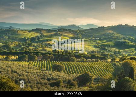 Landschaft der Weinberge Morellino di Scansano im Herbst. Im Hintergrund das Dorf Montiano. Maremma, Provinz Grosseto, Toskana reg Stockfoto