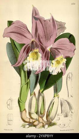 Curtis's Botanical Magazine London New York Botanical Illustration Botany Periodicals Pictorial Works Plants Ornamental Curtis, Eine wunderschön illustrierte botanische Darstellung mit einer exquisiten Orchidee mit großen, samtigen Blütenblättern in Lavendel- und Weißtönen. Die Blumen sind in voller Blüte dargestellt und zeigen ihre komplizierten Strukturen und zarten Texturen. Unterhalb der Hauptblume zeigen detaillierte Zeichnungen der Zwiebeln und andere wichtige Merkmale die Anatomie der Orchidee und vermitteln ein umfassendes Verständnis ihres Wachstums und ihrer Eigenschaften. Üppig grüne Blätter umrahmen den bloss Stockfoto