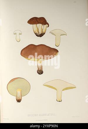 Sveriges, ätliga, och, giftiga, svampar, Tecknade, efter, naturen, Under, Ledning, Stockholm, P.A. Norstedt, &, söner, kongl, Boktryckare, 1861-[69], Pilze, pathogen, Pilze, Schweden, Pilze, diese Abbildung zeigt verschiedene Arten von Pilzen der Art Boletus granulatus. In der Mitte ist eine markante Kappe mit kräftiger brauner Farbe dargestellt, die die geschwungene Form und die markanten Kiemen zeigt. Diese zentrale Figur umgibt kleinere Darstellungen derselben Art, die verschiedene Blickwinkel und Perspektiven hervorheben. Jeder Pilz weist einzigartige Eigenschaften auf, wie Variat Stockfoto