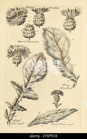 The Vegetable System, London, gedruckt auf der Expence of the Author und verkauft von R. Baldwin, 1759-1763, Botany, Pictorial Works. Diese Illustration zeigt verschiedene Stufen und Aspekte einer Pflanze, die allgemein als Drahtsäcke bezeichnet wird. Der obere Abschnitt zeigt detaillierte Renderings der Blumenköpfe der Pflanze mit ihren unterschiedlichen Formen und Texturen. Die folgende Abbildung zeigt die Blattstruktur, die markanten Markierungen und Konturen sind anschaulich dargestellt. Jedes Teil ist mit präzisen botanischen Beschriftungen versehen, die die wichtigen Merkmale für die Identifizierung hervorheben. Die Gesamtzusammensetzung ist Stockfoto