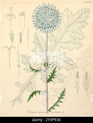 Icones florae Germanicae et Helveticae, Simul Pedemontanae, Tirolensis, Istriacae, Dalmaticae, Austriacae, Hungaricae, Transylvanicae, Moravicae, Borussicae, Holsaticae, Belgicae, Hollandicae, ergo Mediae Europae. Lipsiae, F. Hofmeister 1834-1912. [v. 1, 1850], Europa, Bildwerke, Pflanzen, diese Abbildung zeigt eine auffällige Darstellung des Echinops sphaerocephalus, allgemein bekannt als Globus-Distel. Die Pflanze ist mit lebendigen Details versehen und zeigt ihren charakteristischen kugelförmigen Blütenkopf, der von schmalen, spitzen Blättern umgeben ist. Die zentrale Darstellung wird von verschiedenen botani begleitet Stockfoto
