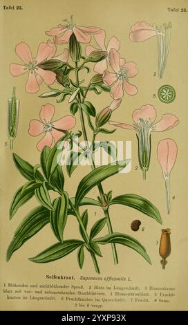 Die Giftpflanzen Deutschland. Braunschweig, F. Vieweg, 1910, Deutschland, Giftpflanzen, die Abbildung zeigt eine detaillierte botanische Darstellung der Pflanze Saponaria officinalis, allgemein bekannt als soapwort. Es enthält die verschiedenen Teile der Anlage, einschließlich Stockfoto