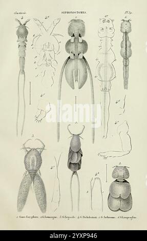 Histoire naturelle des crustacés, Paris, Librairie encyclopédique de Roret, 1834-1840, Anatomie, Crustacea, Physiologie, schaaldieren, Taxonomie, Eine Sammlung detaillierter Illustrationen, die verschiedene Arten von Siphonophoren zeigen und ihre einzigartigen anatomischen Merkmale zeigen. In den Zeichnungen werden verschiedene Teile hervorgehoben, wie z. B. die Karosseriestruktur, Tentakel und spezielle Anhänge, die mit entsprechenden Buchstaben und Zahlen zur Identifikation gekennzeichnet sind. Diese pädagogische Darstellung unterstreicht die Vielfalt und komplizierte Morphologie dieser faszinierenden Meeresorganismen und bietet Einblicke in ihre Klasse Stockfoto