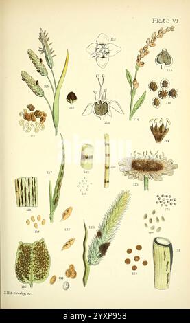 Rost, Schimmel, Schimmel, London, W.H. Allen, 1898, Großbritannien, The New York Botanical Garden, Phytopathogene Pilze, Eine Sammlung komplexer botanischer Illustrationen, die verschiedene Pflanzenarten zeigen, einschließlich detaillierter Darstellungen von Blumen, Samen und Pflanzenstrukturen. Die nummerierten Einträge heben verschiedene Merkmale hervor, wie Blütenblätter, Staubblätter und Saatgutanordnungen. Bemerkenswerte Elemente sind eine blühende Orchidee, grasartige Stacheln und verschiedene Samenarten, die die Vielfalt der Flora veranschaulichen. Das Layout betont sowohl die künstlerische Darstellung als auch die wissenschaftliche Genauigkeit und spiegelt das Carefu wider Stockfoto