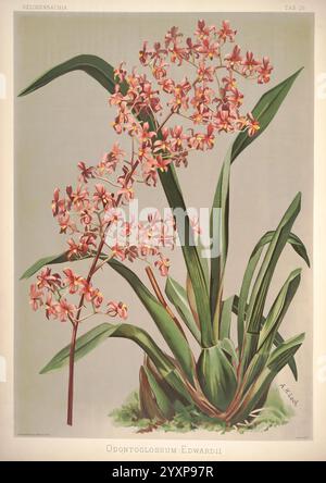 Reichenbachia, St. Albans, London, New York, F. Sander & Co, Orchid Growers & Importers, H. Sotheran & Co, I. Forstermann, 1888-1890, Orchidaceae, Odontoglossum edwardii, Cyrtochilum edwardii, Henry Frederick Conrad Sander, Orchideen, Botanik, Blumen., eine exquisite Illustration der Odontoglossum Edwardii Orchidee mit einer atemberaubenden Ansammlung zarter rosa und pfirsichfarbener Blumen. Die Blüten zeichnen sich durch komplizierte Muster und subtile Farbvariationen aus, die sich jedes Blütenblatt anmutig entfalten. Die Blüten sind lange, üppig grüne Blätter, die zur Eleganz der Komposition beitragen. Dieses det Stockfoto