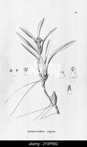 Flora brasiliensis, enumeratio plantarum in Brasilia hactenus detectarum. Monachii et Lipsiae [München & Leipzig], R. Oldenbourg, 1840-1906, Brasilien, Deutschland, Gravur, Botanik, 1840, Uncoloriert, Botaniker, Bildwerke, grafische Medien, eine illustrative Darstellung der Maxillaria rigida, die ihre einzigartigen strukturellen Eigenschaften zeigt. Die Abbildung zeigt die schlanken Stiele, die langen Blätter und die komplizierten Blumenarrangements der Pflanze. Zur zentralen Abbildung gehören detaillierte Zeichnungen verschiedener Pflanzenteile, einschließlich der Blüten- und Fortpflanzungsstrukturen, die für ide gekennzeichnet sind Stockfoto