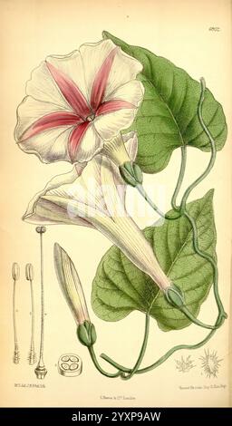 Curtis's Botanical Magazine, London, New York, botanische Illustration, Botanik, Zeitschriften, Bildwerke, Zierpflanzen, Curtis, Australien, Queensland, Matilda Smith, Ipomoea robertsii, Frauen in der Wissenschaft, Matilda Smith, diese Illustration zeigt eine wunderschöne Morgenblume mit ihren zarten, trompetenförmigen Blütenblättern mit einem Farbverlauf von hellem weiß zu weichem Rosa in der Mitte. Die leuchtend grünen Blätter weisen eine herzförmige Struktur mit hervorstehenden Adern auf, die die üppige Pflanze unterstreicht. Neben der Blüte befinden sich geschlossene Knospen, die auf neue Blüten hinweisen, die sich noch entfalten müssen. Zusätzlich Stockfoto
