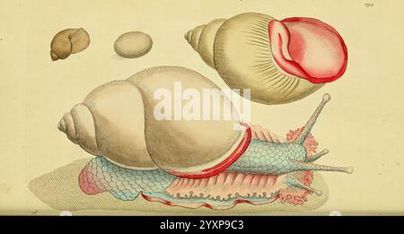 Beschreibungen, Illustrationen, Weichtiere, Bildwerke, Rosenlippenschnecke, die Abbildung zeigt verschiedene Arten von Schnecken und zeigt ihre einzigartigen anatomischen Merkmale auf detaillierte und künstlerische Weise. Die große Schnecke vorne zeigt eine markante, abgerundete Schale mit glatten Konturen und lebhafter Farbgebung. Der ausgedehnte Körper zeigt Schichten von Weichteilen und komplizierten Texturen, ergänzt durch Tentakel, die sensorische Funktionen anzeigen. Die kleineren Schalen im Hintergrund bestehen aus verschiedenen Formen und Größen, was die Vielfalt der Weichtiere unterstreicht. Diese Darstellung betont b Stockfoto