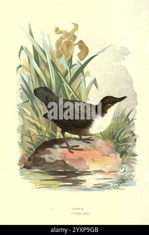 Bekannte Wildvögel, London, New York, Cassell, 1883, Vögel, Wörterbücher, Bildwerke, Cinclus cinclus, Weißkehlenlöffel, Ornithologie, Walter's Ways, Land, Archibald Thorburn, A Dipper steht elegant auf einem Felsen am Rand eines ruhigen Gewässers. Sein schlanker Körper ist mit dunklen Federn verziert und bildet einen auffälligen weißen Brustkorb, der sich wunderbar in der Umgebung abhebt. Hohe Gräser bewegen sich sanft im Hintergrund, neben einer blühenden Iris, die der Szene einen Hauch von lebendigen Farben verleiht. Die vorzügliche Haltung des Dippers deutet auf seine fleißige Natur hin, die wahrscheinlich bereit ist, zu tauchen Stockfoto