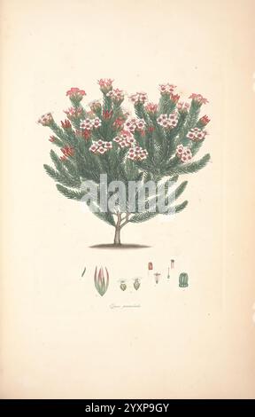 Farbig, Gravuren, aus, Heiden, London, veröffentlicht von der Autorin, gedruckt von, T, Bensley, 1802-09, [1830?], England, Geschichte, Ätzen, 19. Century, Erica, Ericaceae, handkoloriert, Botanik, 1802, Bild, Werke, Grafik, Medien, Henry, Charles, Andrews, 2, Erica, Primuloides, Eine wunderschön detaillierte Darstellung einer blühenden Pflanze, zeigt einen aufrechten Busch mit üppig grünem Laub und Haufen von leuchtenden rosa und weißen Blüten. Die Zweige der Pflanze sind mit zahlreichen Blüten geschmückt, die einen auffälligen Kontrast zu den Blättern bilden. Unterhalb der Hauptdarstellung sind kleinere Abbildungen zu sehen Stockfoto