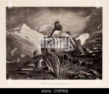 Die Naturgeschichte der britischen Wildvögel London Longmans Green and Co. 1909 Great Britain Rock Ptarmigan Lagopus muta Game and Game Birds zeigt die Szene eine dynamische Interaktion zwischen einer Gruppe von Vögeln in einer natürlichen Umgebung. Zwei Vögel werden während des Fluges gefangen und zeigen ihre Flügelspannweite und ihre Bewegung, während mehrere andere am Boden sichtbar sind, einige getarnt im Laub. Der Hintergrund zeigt eine dramatische Landschaft mit Bergen und Wolken, die auf eine weitläufige Wildnis hindeuten. Die Details im Gefieder der Vögel sowie die Texturen der umgebenden Umgebung ergänzen die Tiefe Stockfoto