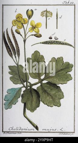 Icones Plantarum Medicinalium Nürnberg auf Kosten der Raspischen Buchhandlung 1779-1790 botanische medizinische Bildwerke, die Illustration zeigt eine botanische Studie von Chelidonium majus, allgemein bekannt als Großcelandine. Im Mittelpunkt steht eine detaillierte Darstellung der Blätter und Blüten der Pflanze, die das charakteristische gelappte Laub mit einer charakteristischen gelben Blüte an der Spitze zeigt. Stockfoto