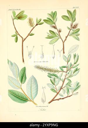 Icones florae Germanicae, Helveticae, Pedemontanae, Tirolensis, Istriacae, Dalmaticae, Austriacae, Hungaricae, Transylvanicae, Moravicae, Borussicae, Holsaticae, Belgicae, Hollandicae, Mediae Europae, Lipsiae, F. Hofmeister 1834-1912, v. 1, 1850, Europa, Bildwerke, Pflanzen., eine künstlerische botanische Illustration, die verschiedene Arten aus der Familie Amarantaceae zeigt. Die Komposition enthält detaillierte Darstellungen von Blättern, Blüten und Samenstrukturen. Jedes Element ist sorgfältig gekennzeichnet, wobei sowohl wissenschaftliche Namen als auch charakteristische Merkmale angegeben sind. In der Abbildung wird der di hervorgehoben Stockfoto