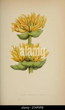 Die Flora der Alpen, London, J. C. Nimmo, 1896-1900, Alps, Blumen, Bergpflanzen, Pflanzen, Schweiz, diese Darstellung zeigt eine eindrucksvolle Illustration von *Gentiana lutea*, allgemein bekannt als gelber Enzian. Die Pflanze hat hohe, schlanke Stiele, die mit leuchtenden gelben, röhrenförmigen Blüten verziert sind, die mit zarten orangen Sprenkeln markiert sind. Die üppig grünen Blätter an der Basis bilden einen reichen Kontrast zu den hellen Blüten und schaffen eine optisch ansprechende Komposition. Die komplizierten Details unterstreichen die einzigartige Form und Textur der Blumen und des Laubs und fangen das Wesen von ein Stockfoto