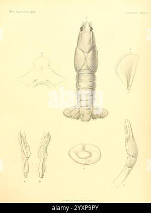 Notizen zu den Flusskrebsen im United States National Museum und dem Museum of Comparative Zoology Cambridge, USA, 1914, Flusskrebse, Krebstiere, en Fischer, Cambarus viae viridis, diese detaillierte Abbildung zeigt eine Art von Flusskrebsen, die als Cambarus virilis identifiziert wurde. Das Bild zeigt mehrere Ansichten der Kreatur, einschließlich einer Rückenansicht, die den segmentierten Körper, den Cephalothorax und die markanten Zangen hervorhebt. Um diese zentrale Darstellung herum befinden sich mehrere beschriftete anatomische Details, wie z. B. ein Seitenprofil und Nahaufnahmen bestimmter Anhängsel. Das akribische Rendering erfasst die Intr Stockfoto