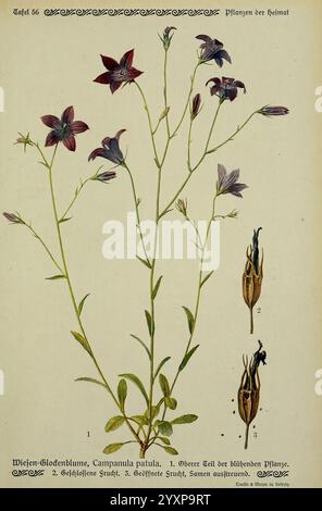 Pflanzen der Heimat Leipzig, Quelle und Meyer, 1913, Deutschland, Bildwerke, Pflanzen, der New York Botanical Garden, Campanula patula, Eine botanische Illustration, die die Wiesen-Glockenblume, auch bekannt als Campanula patula, darstellt. Das Bild zeigt die zarte blühende Pflanze mit hohen, schlanken Stielen und glockenförmigen lila Blüten. Die wichtigsten Merkmale sind kommentiert, wobei der obere Teil der blühenden Pflanze und die Struktur der Blüten hervorgehoben werden, einschließlich detaillierter Zeichnungen der Samenkapseln in verschiedenen Entwicklungsstadien. Diese detaillierte Darstellung unterstreicht die natürliche Schönheit der Pflanze Stockfoto