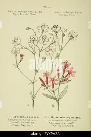 Alpen-Flora, Heidelberg, C. Winter, 1906, alps, Bergpflanzen, Bildwerke, diese Illustration zeigt zwei botanische Exemplare mit der Bezeichnung A und B. Stockfoto