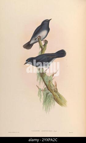 Birds, of, Asia by, John, Gould London, gedruckt von Taylor und Francis, veröffentlicht vom Autor 1850-1883 Asia Birds Pictorial Works, zwei kleine Vögel sitzen anmutig auf einem Zweig, der mit weichem Moos bedeckt ist. Der Vogel auf der Oberseite hat einen schlanken Körper mit einem markanten, leicht geschwungenen Schnabel, der dezente Blau- und Grautöne auf seinem Gefieder zeigt. Seine Flügel scheinen klar definiert zu sein, was auf Agilität im Flug hindeutet. Der Vogel unten ist etwas tiefer positioniert und weist ein ähnliches Farbmuster auf, weist aber leichte Variationen auf, die auf verschiedene Merkmale hinweisen. Ihre ruhigen Körperhaltungen und das üppige Grün des Mooses schaffen eine Atmo Stockfoto