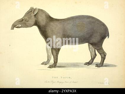 Die Wunder des Tierreichs, London, T. Kelly, 1830, Großbritannien, tapir, Zootiere, Menagerien, Tierverhalten populäre Werke, Eine einzigartige Darstellung eines Tapirs, die seinen robusten Körper und seine unverwechselbaren Merkmale zeigt. Das Tier steht seitlich und zeigt seine abgerundete Form, seinen kleinen Kopf und seine kurzen, kräftigen Beine. Die Hautstruktur erscheint rau und wird durch einen zentralen Punkt hervorgehoben, der das Profil interessant macht. Die längliche Schnauze des Tapirs ist besonders hervorzuheben, was sein charakteristisches Aussehen unterstreicht. Um das Wesen herum gibt es subtile Details, die seine natürliche Umgebung betonen. Unten Stockfoto