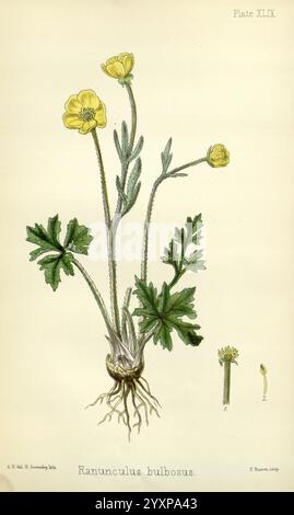 The Flora homoeopathica, London, Leath & Ross, 1852-1853, Botanik, Homöopathie, Bildwerke, Ranunkulus bulbosus, botanische Medizin, Materia medica Gemüse, materia medica and Therapeutics, Eine botanische Illustration, die einen Ranunkulus bulbosus zeigt, der allgemein als Knollenfalter bekannt ist. Die Pflanze hat schlanke Stiele mit einer Gruppe hellgelber Blüten an der Spitze, wobei jede Blüte aus mehreren Blütenblättern besteht, die von einer zentralen Scheibe ausstrahlen. Die Blätter sind palmatartig gelappt und befinden sich in der Nähe der Basis, die einen lebhaften grünen Farbton in Kontrast zu den Blüten zeigen. Rechts, ein kleinerer Deta Stockfoto
