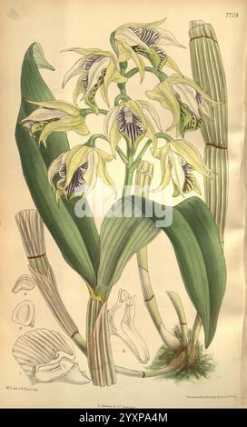 Curtis's Botanical Magazine, London, New York, Botanik, Zeitschriften, Bildwerke, Matilda Smith, Curtis, Neuguinea, Dendrobium hodgkinsonii, Dendrobium hodgkinsoni, Blumen, Joseph Dalton Hooker, Frauen in Wissenschaft, Matilda Smith, eine botanische Illustration, die eine lebendige Orchideenart zeigt, die durch langgezogene, lanzenförmige Blätter gekennzeichnet ist, die eine Gruppe von atemberaubenden Blumen umrahmen. Die Blüten zeigen komplizierte Muster in weiß und violett, mit zarten Markierungen, die ihre Schönheit betonen. Neben der Hauptdarstellung werden in weiteren Skizzen die Struktur der Blume, einschließlich des Labellums an, beschrieben Stockfoto