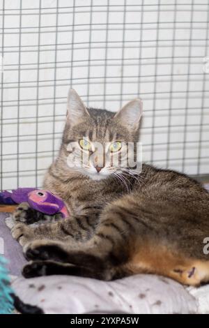 Als Felidae Fleischfresser liegt die Katze bequem auf einer Decke neben einem lila Spielzeug. Seine Schnurrhaare zucken, während sie ihre Pfoten auf den Haustiervorrat stellen Stockfoto