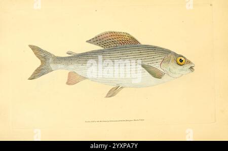 Die Naturgeschichte der britischen Fische, London, gedruckt für den Autor und für F. und C. Rivington, 1802-1808, Fishes, Großbritannien, Bildwerke, Museum of Comparative Zoology, Ein akribisch illustrierter Fisch, der komplizierte Details seines Körpers zeigt. Der Fisch hat eine stromlinienförmige Form mit markanten Flossen und einem markanten Muster an den Seiten, das durch horizontale Linien gekennzeichnet ist. Die Skalen sind zart gerendert und verleihen der Darstellung Textur. Das Auge ist groß und lebhaft und zieht die Aufmerksamkeit auf sich, während der Mund leicht offen ist, was auf Bewegung hindeutet. Diese Illustration veranschaulicht die Schönheit Stockfoto