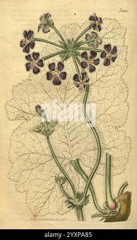 Curtis botanisches Magazin London New York botanische Illustration Botanik Zeitschriften Bildwerke Pflanzen ornamental Curtis Pelargonium lobatum Taxonomie: Family= Geraniaceae Südafrika, diese Illustration zeigt eine zarte Pflanze, die sich durch ihre schlanken, aufrechten Stiele und üppigen, breiten Blätter auszeichnet. Die markanten Blüten weisen ein einzigartiges Arrangement mit auffälligen dunklen Blüten auf, die hellere Mitte haben und ihre komplizierte Struktur hervorheben. Neben den Blüten sind mehrere aufblühende Triebe zu sehen, was auf neues Wachstum hinweist. Die detaillierte Darstellung der Blätter zeigt ihre strukturierte Oberfläche, Stockfoto